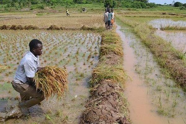 Paddy rice price slump disrupts farming cycle