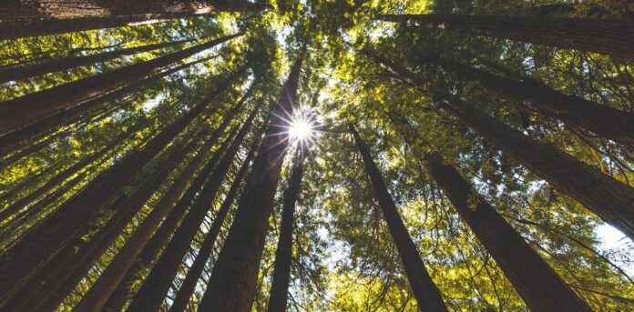 The secret sensory life of plants: researchers are discovering how they see, hear, feel – and even remember