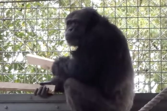 A chimpanzee’s rhythmic drumming with floorboards hints at origins of instruments