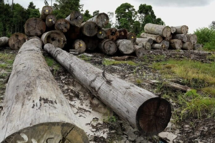 EU deforestation law nudges timber trade, Indonesia probe shows, but risks persist