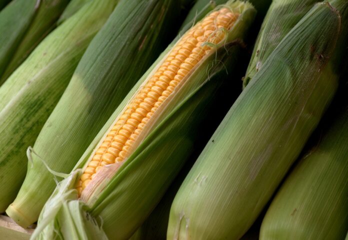 Corn Slipping Lower on Friday