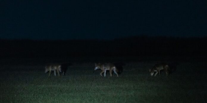 Colossal Biosciences said it cloned red wolves. Is it for real?