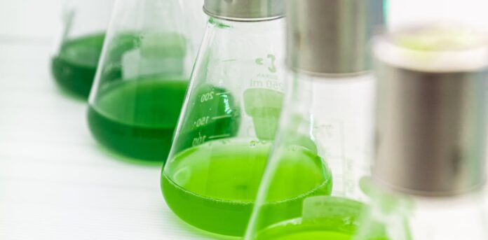 Many biofuels haven’t panned out. Could algae make the clean diesel and aviation fuel Australia needs?